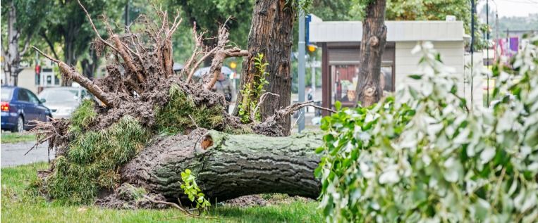 storm-damage-fallen-tree-after-a-storm-tornado-storm-damage-causes-a-picture-id1188488940